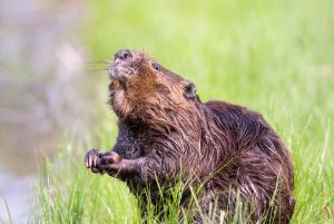 Animals that Start with N