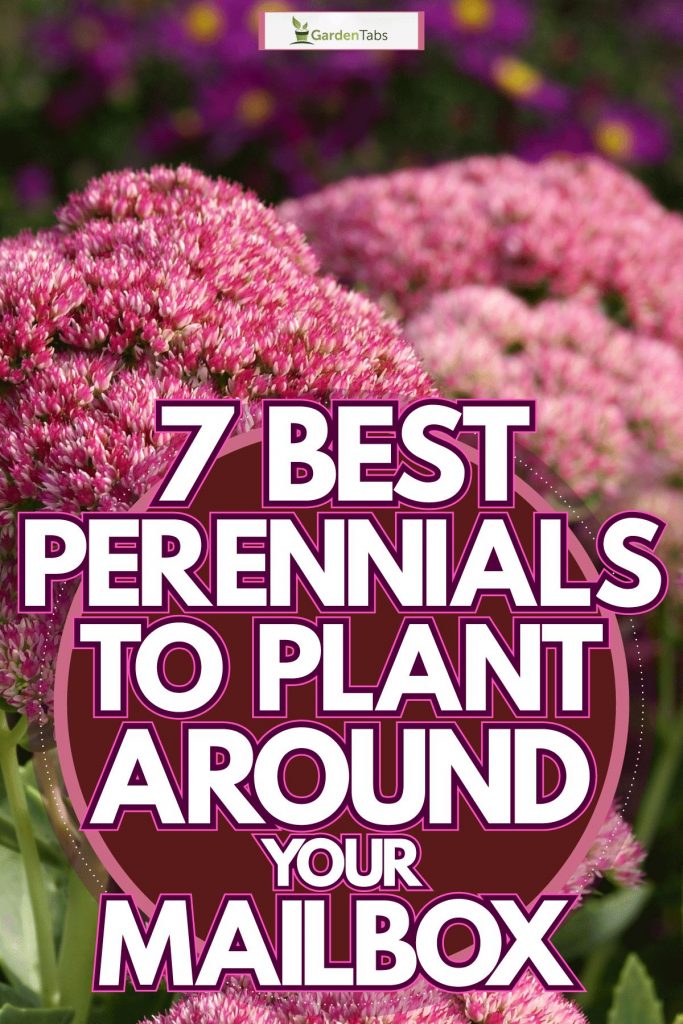 7 Best Perennials to Plant Around Your Mailbox