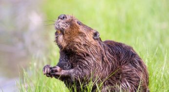 Animals that Start with N