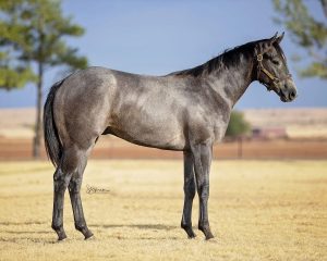 Heritage Place Quarter Horse Yearling Sale