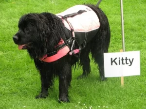 Results are in for all classes at Sherborne Castle Country Fair